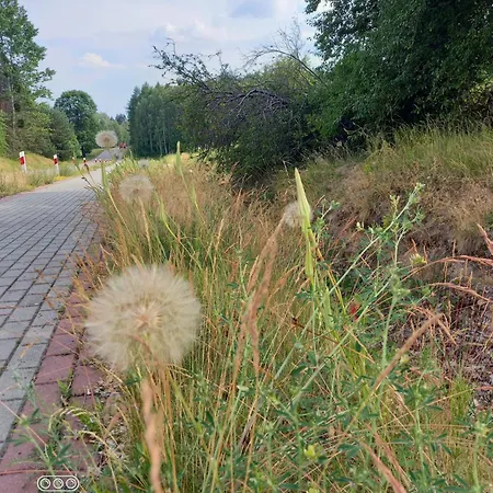 Dom Pod Sosnami Holiday home